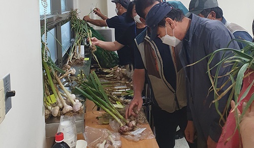 의왕시, 신품종(홍산마늘) 시범재배 평가회 개최